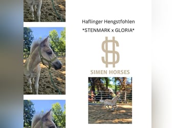 Hafliger, Ogier, , 147 cm, Kasztanowata