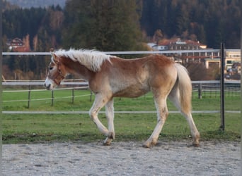 Hafliger, Ogier, Źrebak (04/2024), 150 cm, Kasztanowata