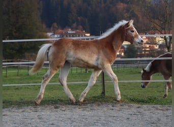 Hafliger, Ogier, Źrebak (04/2024), 150 cm, Kasztanowata