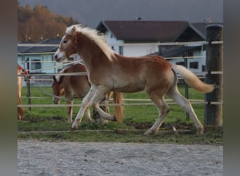 Hafliger, Ogier, Źrebak (04/2024), 150 cm, Kasztanowata