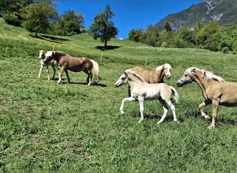 Hafliger, Ogier, Źrebak (02/2026), 150 cm
