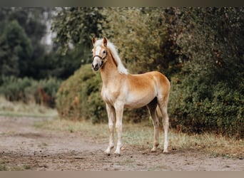 Hafliger, Ogier, Źrebak (03/2024), 154 cm