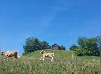 Hafliger, Ogier, Źrebak (03/2024), 155 cm