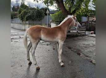 Hafliger, Ogier, Źrebak (02/2025), 155 cm