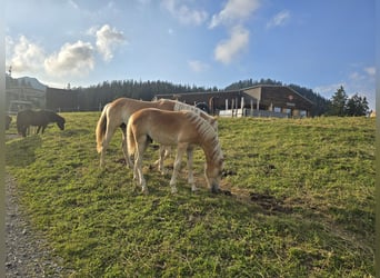 Hafliger, Ogier, Źrebak (02/2024), Kasztanowata