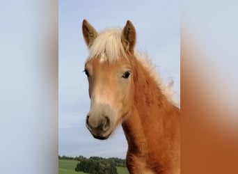 Hafliger, Ogier, Źrebak (01/2023), Kasztanowata