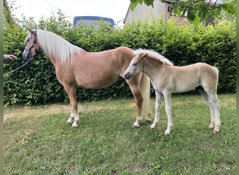 Hafliger, Ogier, Źrebak (04/2026), Kasztanowata