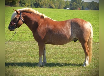 Hafliger, Wałach, 10 lat, 137 cm, Ciemnokasztanowata
