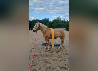 Hafliger, Wałach, 10 lat, 149 cm