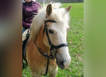 Hafliger Mix, Wałach, 11 lat, 145 cm, Kasztanowata