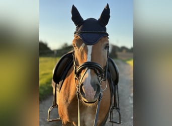Hafliger, Wałach, 11 lat, 150 cm, Izabelowata