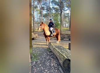 Hafliger Mix, Wałach, 11 lat, 153 cm, Kasztanowata