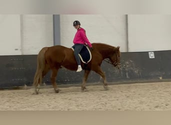 Hafliger Mix, Wałach, 11 lat, 153 cm, Kasztanowata