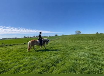 Hafliger, Wałach, 12 lat, 155 cm, Kasztanowata