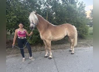 Hafliger, Wałach, 13 lat, 148 cm