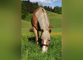 Hafliger, Wałach, 16 lat, 148 cm, Kasztanowata