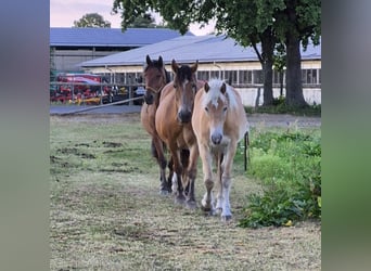 Hafliger, Wałach, 1 Rok, 146 cm, Kasztanowata