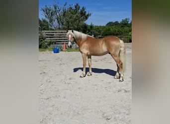 Hafliger, Wałach, 2 lat, 148 cm, Izabelowata