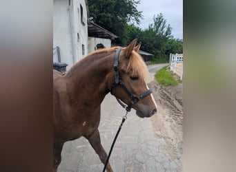 Hafliger Mix, Wałach, 3 lat, 143 cm, Ciemnokasztanowata