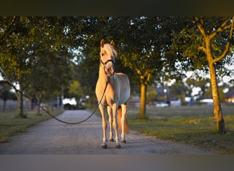 Hafliger Mix, Wałach, 3 lat, 146 cm, Kasztanowata