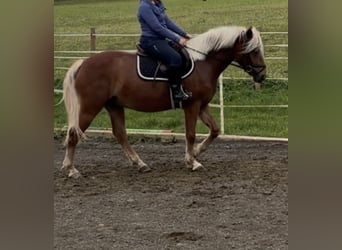 Hafliger, Wałach, 3 lat, 146 cm, Kasztanowata