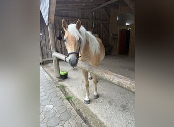 Hafliger, Wałach, 3 lat, 147 cm, Bułana