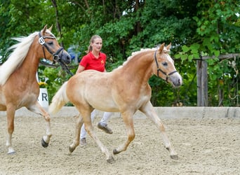 Hafliger, Wałach, 3 lat, 148 cm, Kasztanowata
