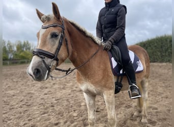 Hafliger, Wałach, 3 lat, 153 cm