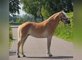 Hafliger, Wałach, 3 lat, 155 cm