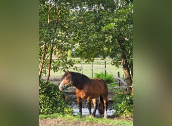 Hafliger Mix, Wałach, 3 lat, 157 cm, Ciemnogniada