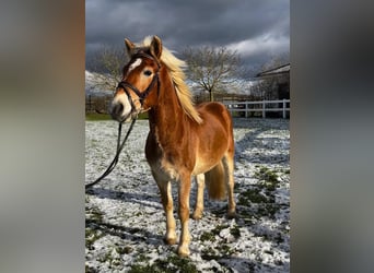 Hafliger, Wałach, 4 lat, 145 cm, Kasztanowata