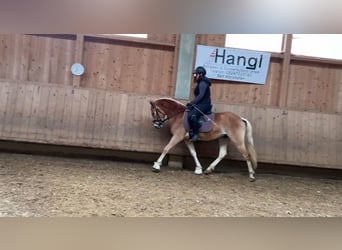 Hafliger, Wałach, 4 lat, 147 cm, Kasztanowata