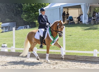 Hafliger, Wałach, 4 lat, 150 cm, Kasztanowata
