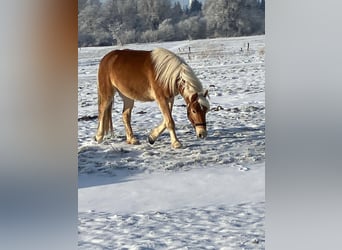Hafliger, Wałach, 4 lat, 150 cm, Kasztanowata