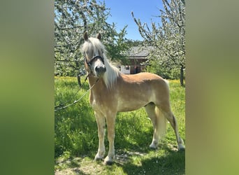 Hafliger, Wałach, 4 lat, 150 cm, Kasztanowata