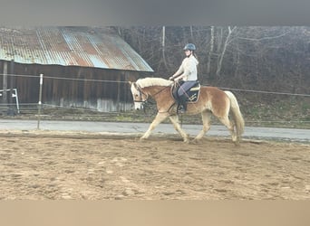 Hafliger, Wałach, 4 lat, 154 cm, Cisawa