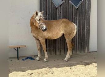 Hafliger, Wałach, 4 lat, 155 cm