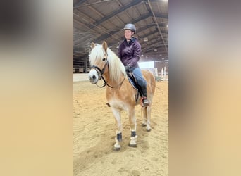 Hafliger, Wałach, 5 lat, 148 cm, Kasztanowata