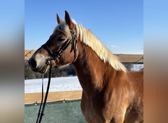 Hafliger, Wałach, 5 lat, 150 cm