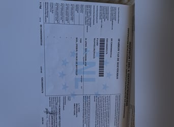 Hafliger, Wałach, 5 lat, 151 cm, Kasztanowata