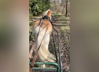 Hafliger, Wałach, 5 lat, 151 cm