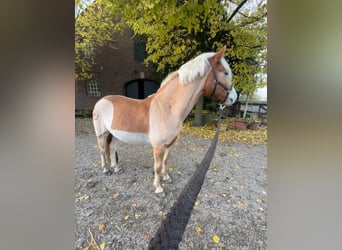 Hafliger, Wałach, 5 lat, 152 cm, Jasnogniada