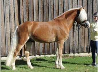 Hafliger, Wałach, 5 lat, 152 cm, Kasztanowata