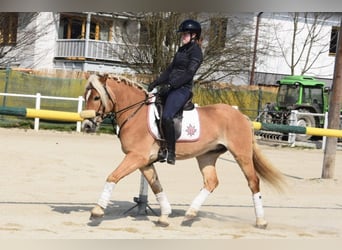 Hafliger, Wałach, 5 lat, 155 cm, Izabelowata