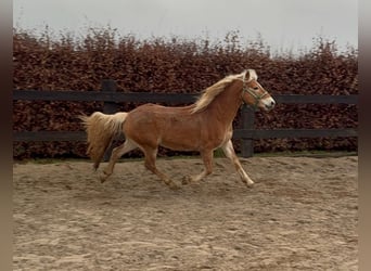 Hafliger, Wałach, 5 lat, 160 cm, Kasztanowata