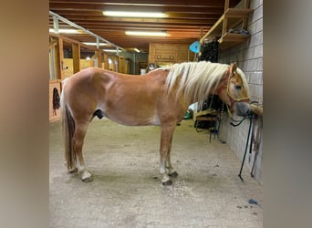 Hafliger, Wałach, 5 lat, 160 cm, Kasztanowata