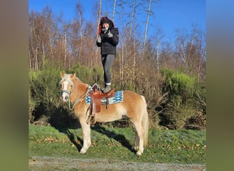 Hafliger, Wałach, 6 lat, 150 cm, Kasztanowata