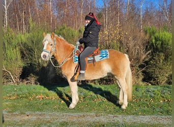 Hafliger, Wałach, 6 lat, 150 cm, Kasztanowata