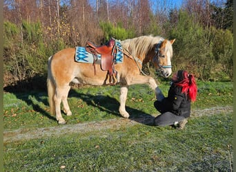 Hafliger, Wałach, 6 lat, 150 cm, Kasztanowata