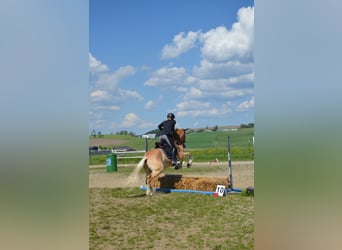 Hafliger, Wałach, 6 lat, 150 cm